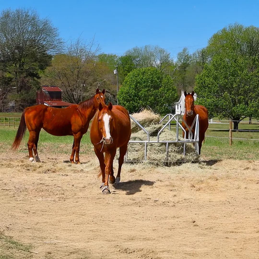 Horses